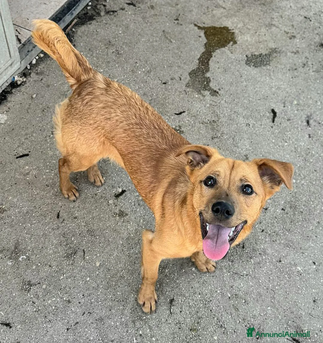 Meticcio cani in regalo: Mino 1 anno taglia piccola  - Annuncio 5