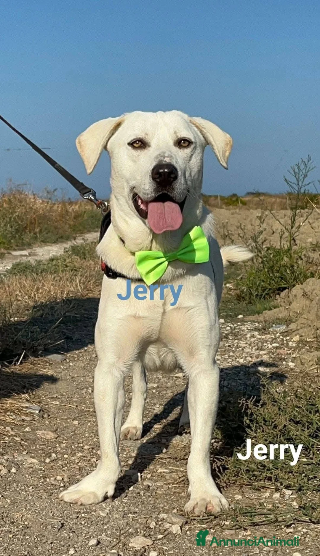 Meticcio cani in regalo: Jerry e Alvin  - Annuncio 3
