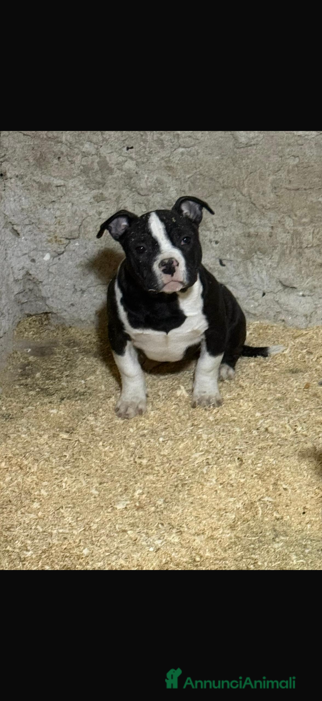 American Bully cani in vendita: Americabully - Annuncio 2