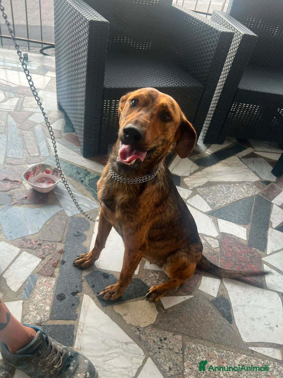 Meticcio cani in regalo: Chanel! (18kg-8 mesi)  - Annuncio 1
