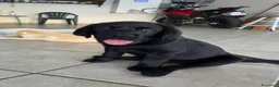 Labrador cani in vendita: Cucciolo Labrador con pedegree - Annuncio 6