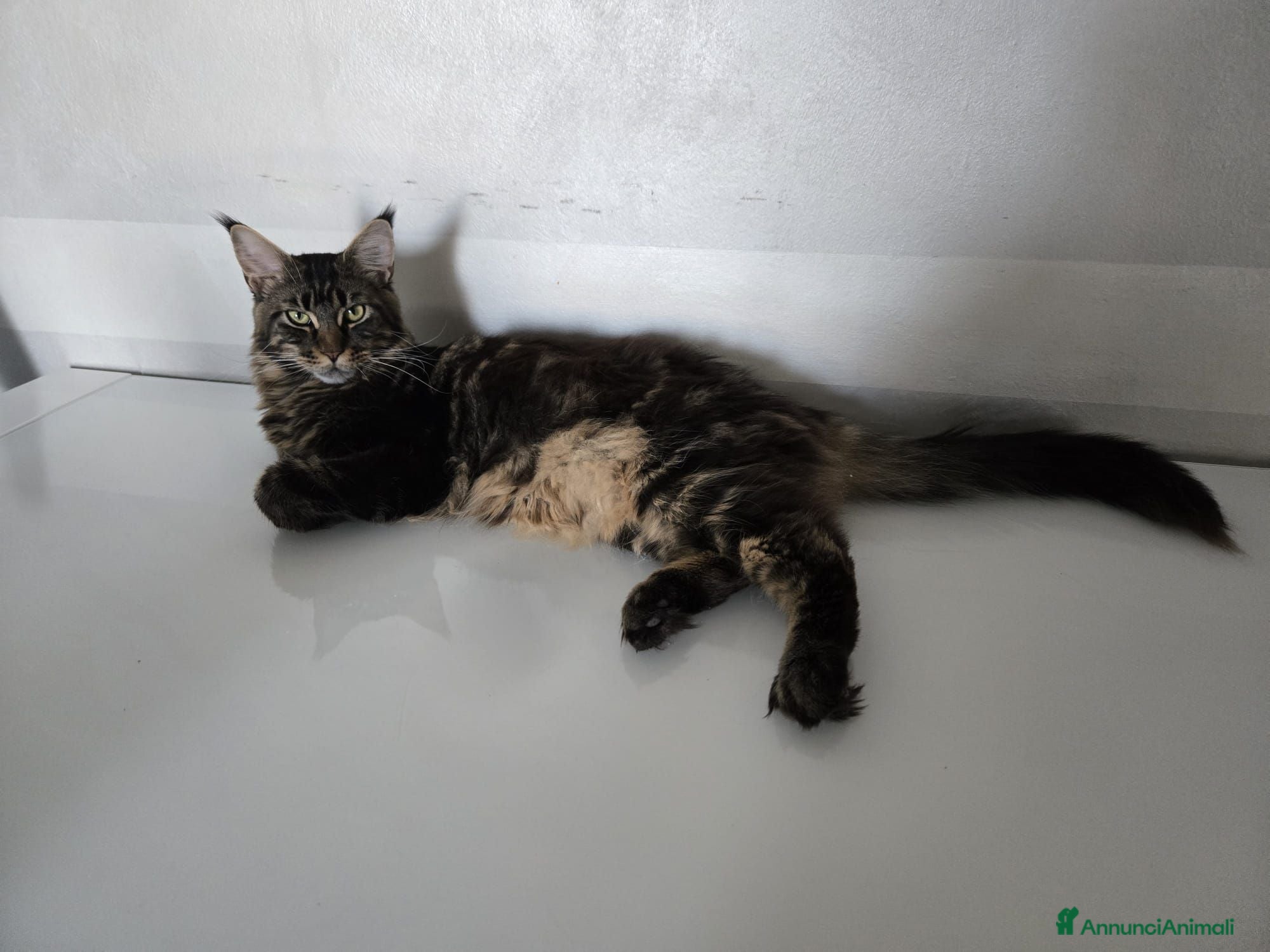 Maine Coon gatti bimbi  - Annuncio 1