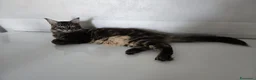 Maine Coon gatti in vendita: bimbi  - Annuncio 1