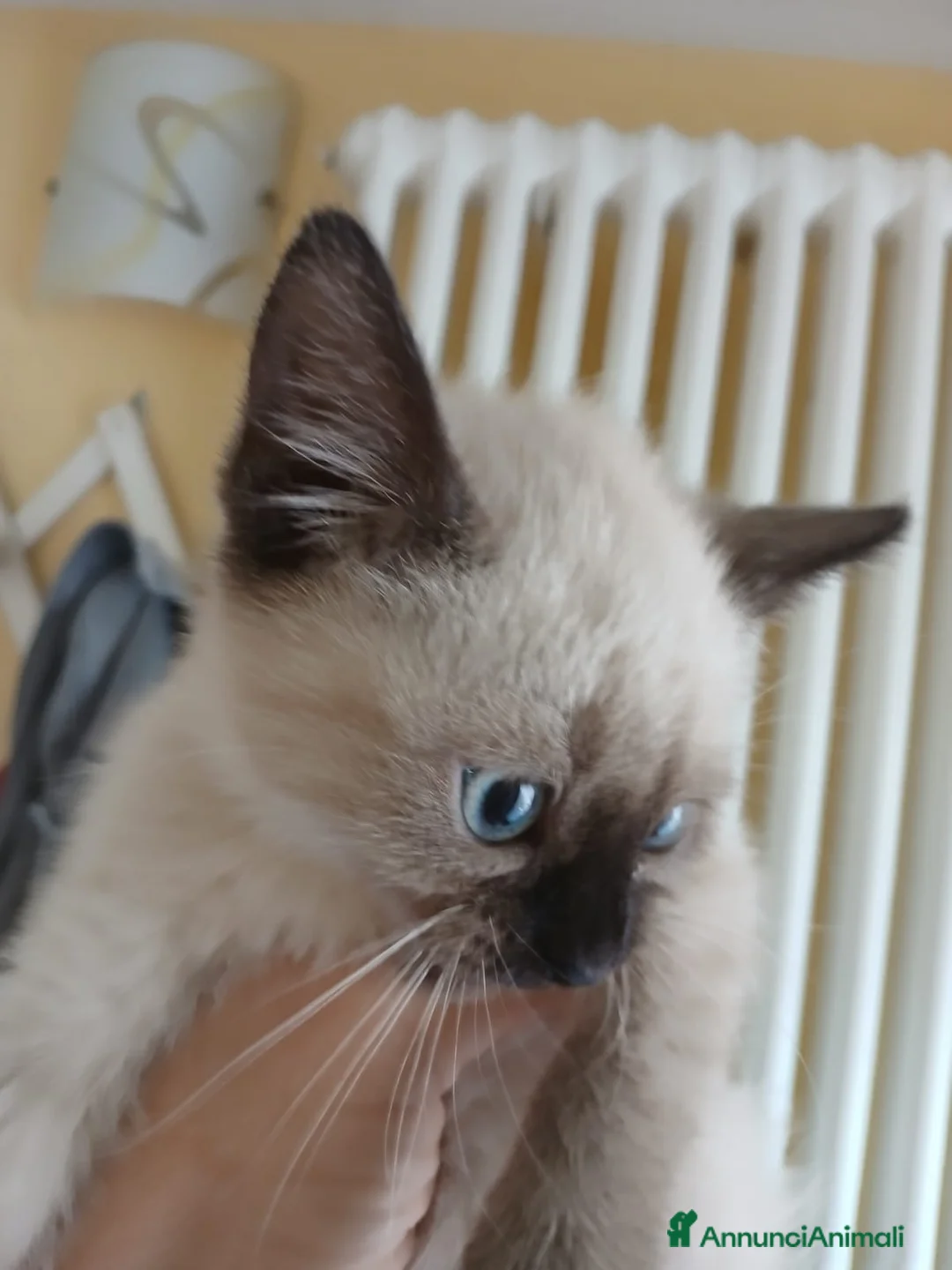 Siamese gatti in vendita: SIAMESI CUCCIOLI  a Valle d'Aosta - Annuncio 2