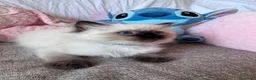 Ragdoll gatti in vendita: Cuccioli Ragdoll disponibili a Città metropolitana di Messina - Annuncio 26