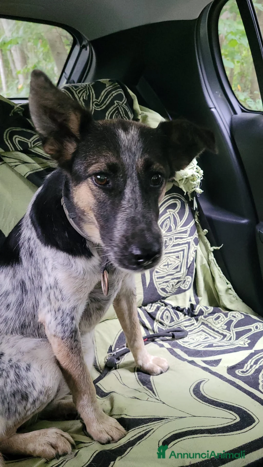 Meticcio cani in regalo: Divy, una bellezza di meticcia - Annuncio 2