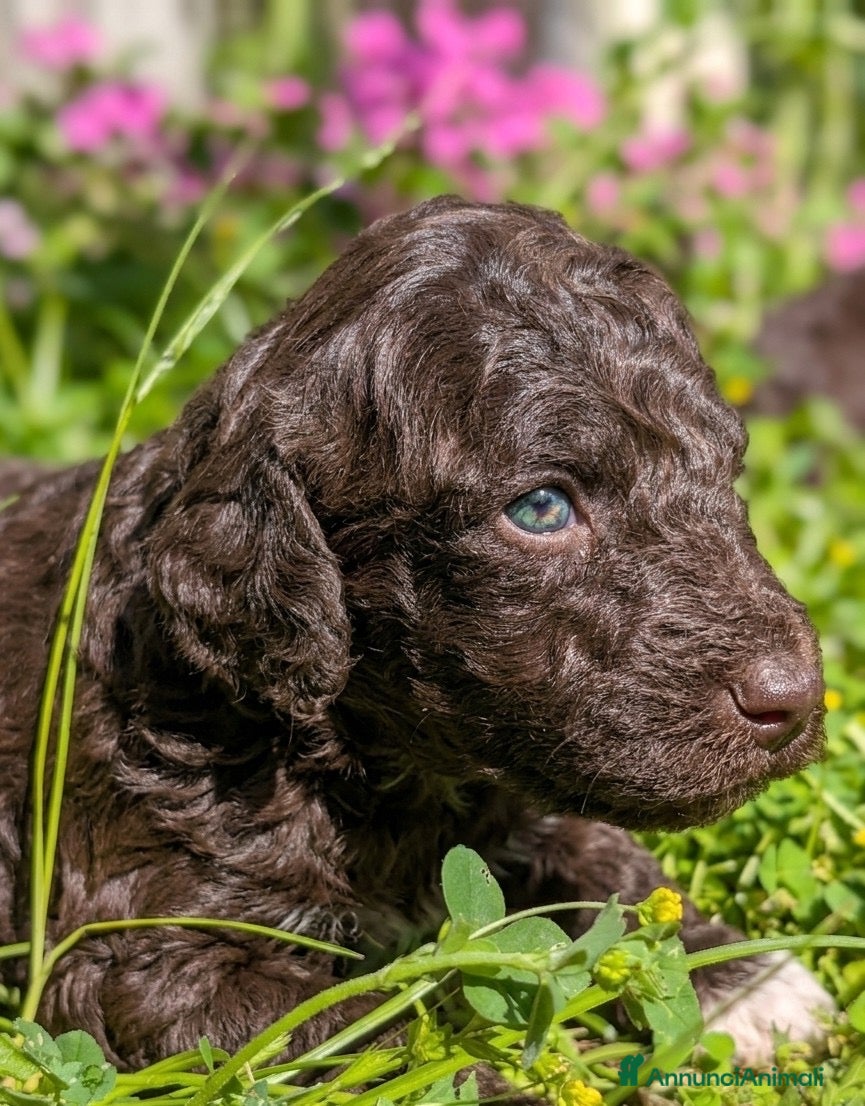 Lagotto cani Cuccioli di Lagotto romagnolo con pedigree - Annuncio 4