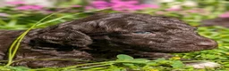 Lagotto cani in vendita: Cuccioli di Lagotto romagnolo con pedigree - Annuncio 1