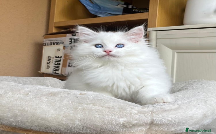 Ragdoll gatti - Annuncio 4