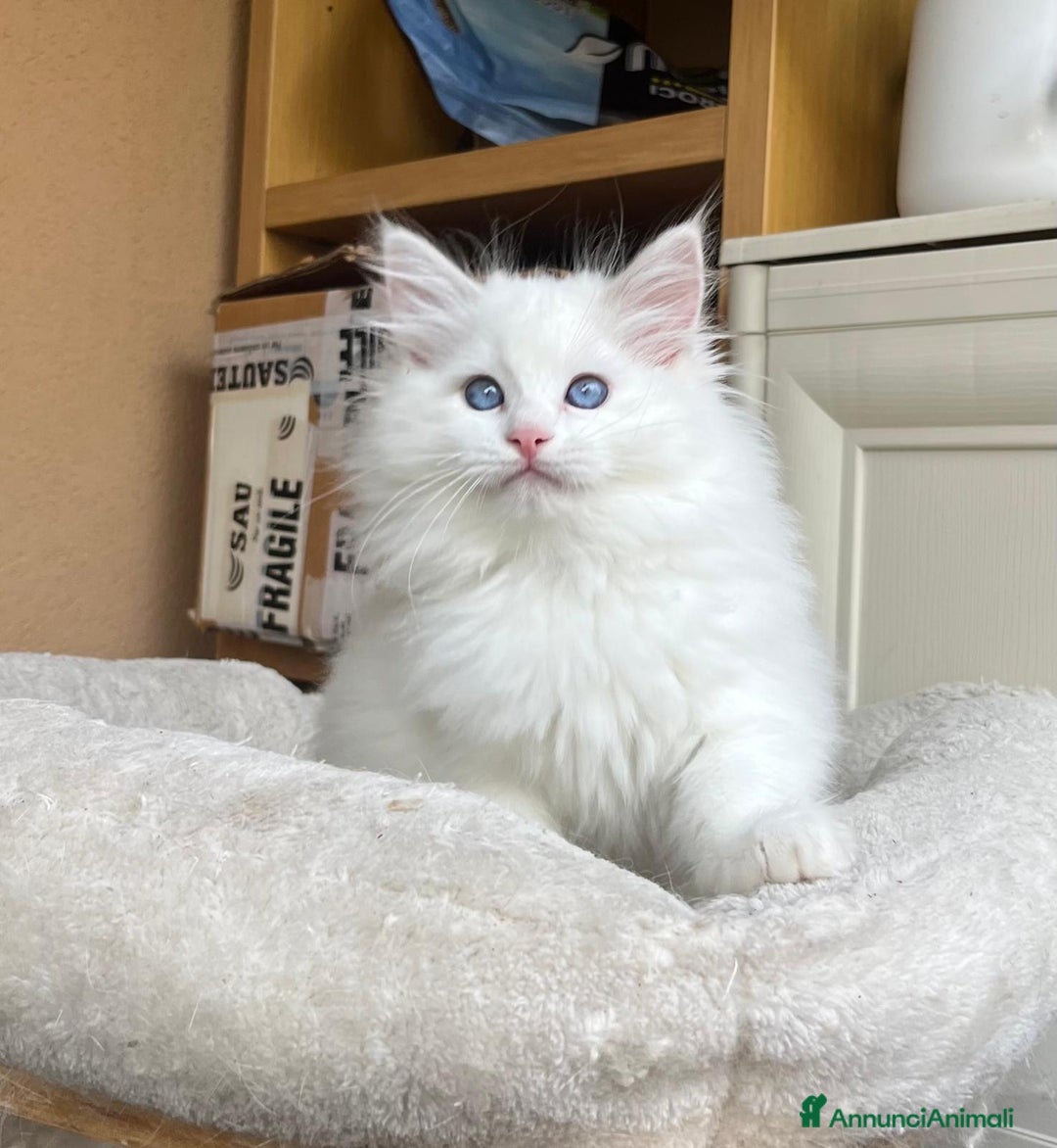 Ragdoll gatti in vendita: Cucciola Lilac bicolor  - Annuncio 1