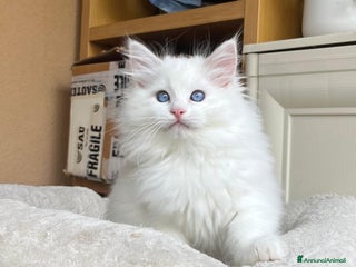 Ragdoll gatti Cucciola Lilac bicolor - Annuncio 12