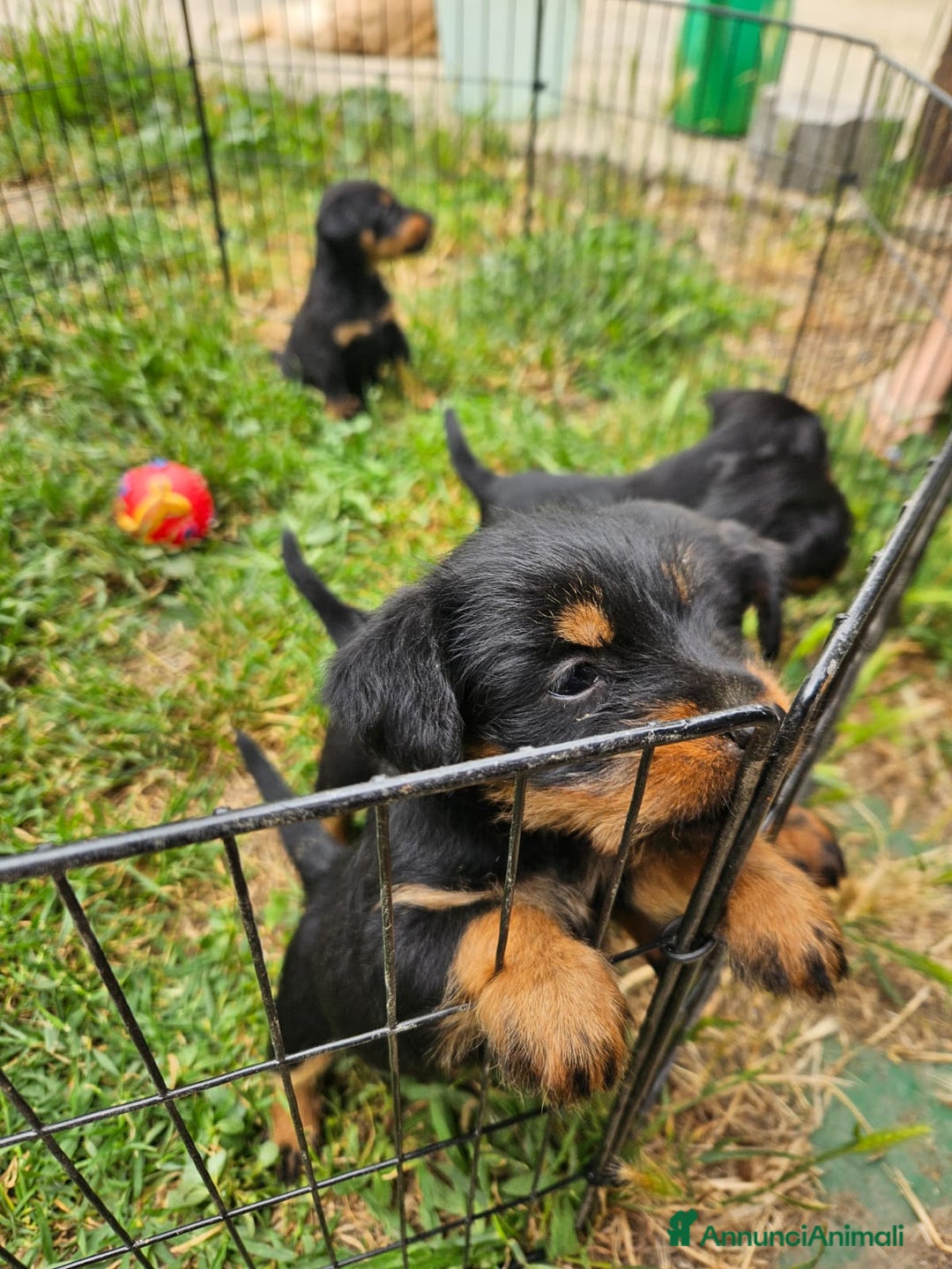 Jagdterrier cani in vendita: Jadgterrier  a Provincia di Pavia - Immagine 5