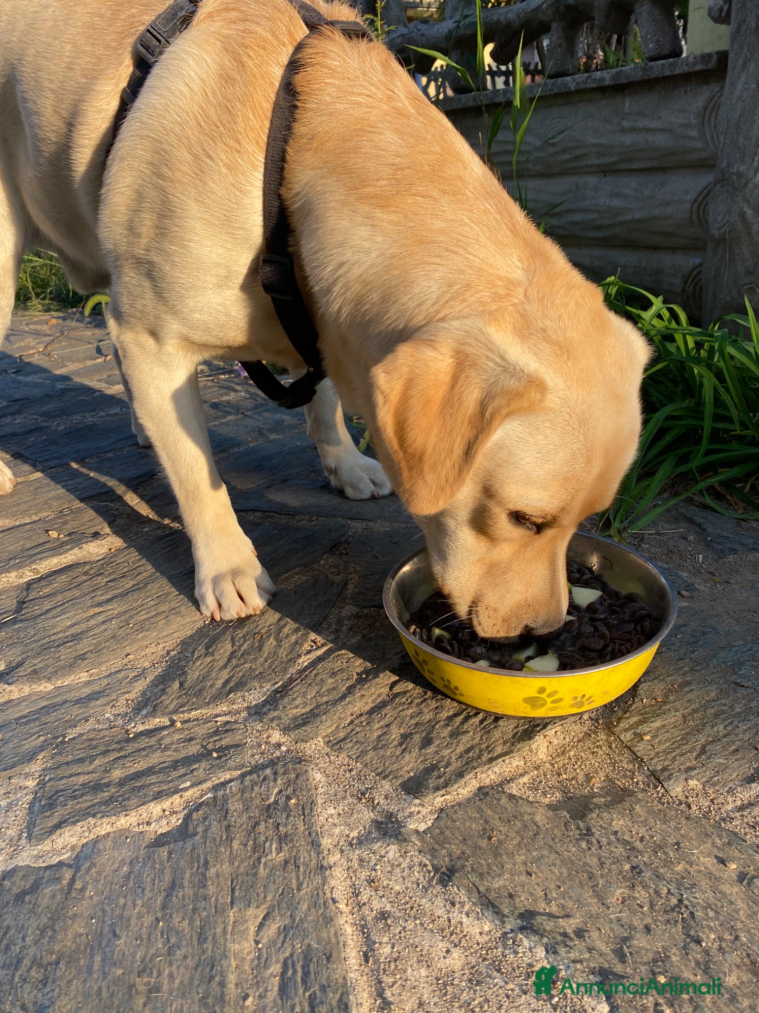 Labrador cani Regalo Labrador Retriver di 2 anni - Annuncio 11
