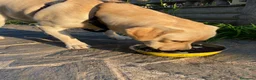 Labrador cani in regalo: Regalo Labrador Retriver di 2 anni a Provincia di Monza e della Brianza - Annuncio 1