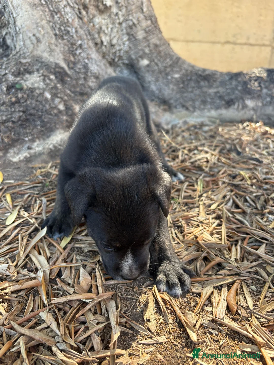 Meticcio cani in regalo: REGALASI CUCCIOLI FUTURA TAGLIA MEDIA a Provincia di Taranto - Annuncio 9