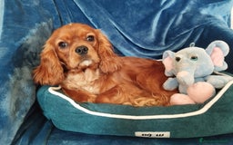Cavalier King cani in vendita: Cavalier king a Provincia di Mantova - Immagine 11