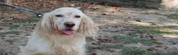 Setter Inglese cani in regalo: GORAN DOLCISSIMO SETTER INGLESE IN CERCA D'AMORE - Annuncio 1