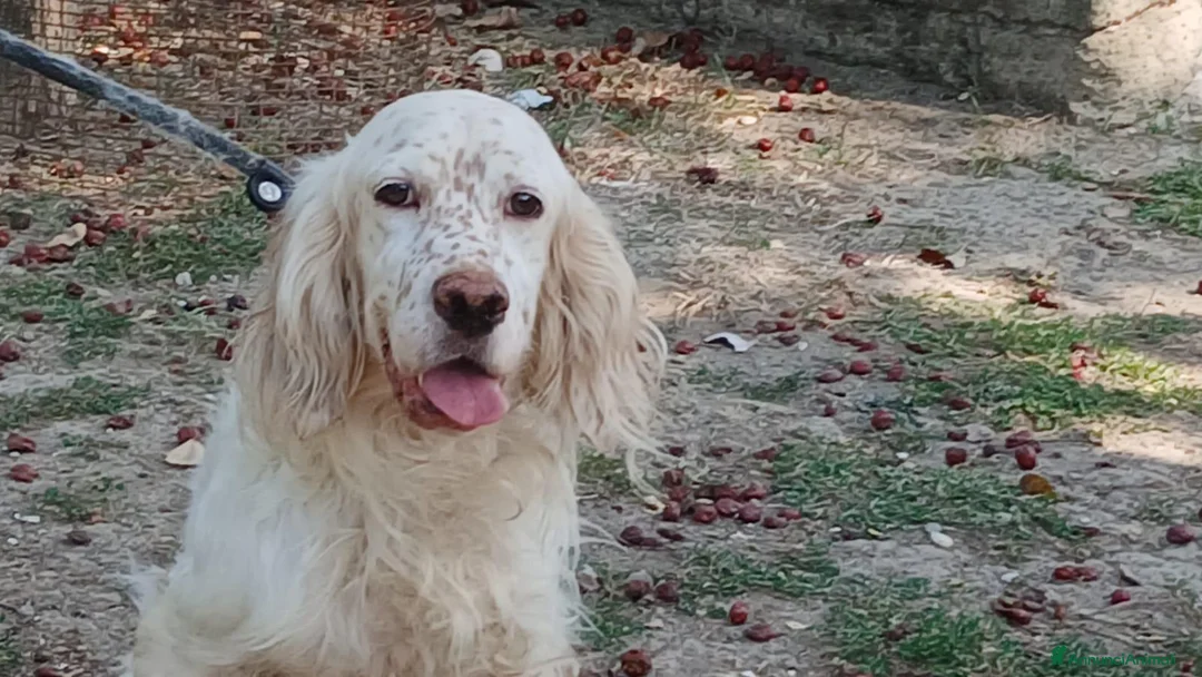 Setter Inglese cani in regalo: GORAN DOLCISSIMO SETTER INGLESE IN CERCA D'AMORE - Annuncio 1