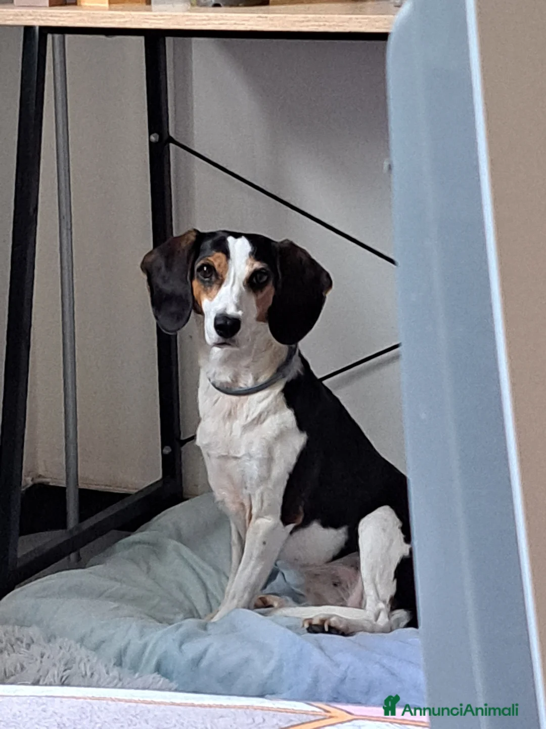 Meticcio cani in regalo: Cuccioli, non hanno chiesto di nascere  a Provincia di Brescia - Annuncio 2