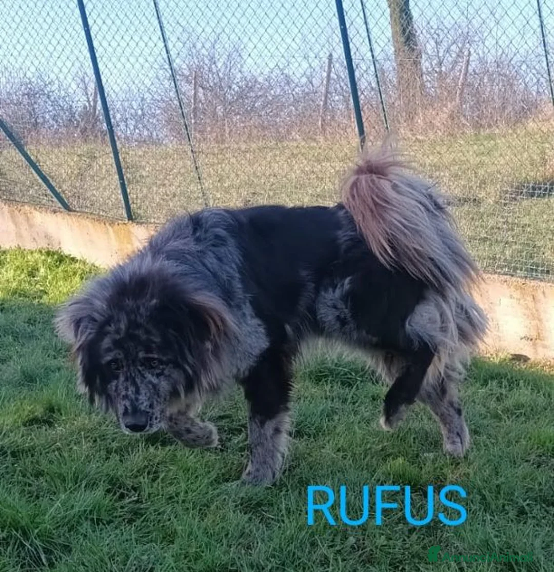Meticcio cani in regalo: RUFUS bellissimo tg grande a Provincia di Lucca - Annuncio 6