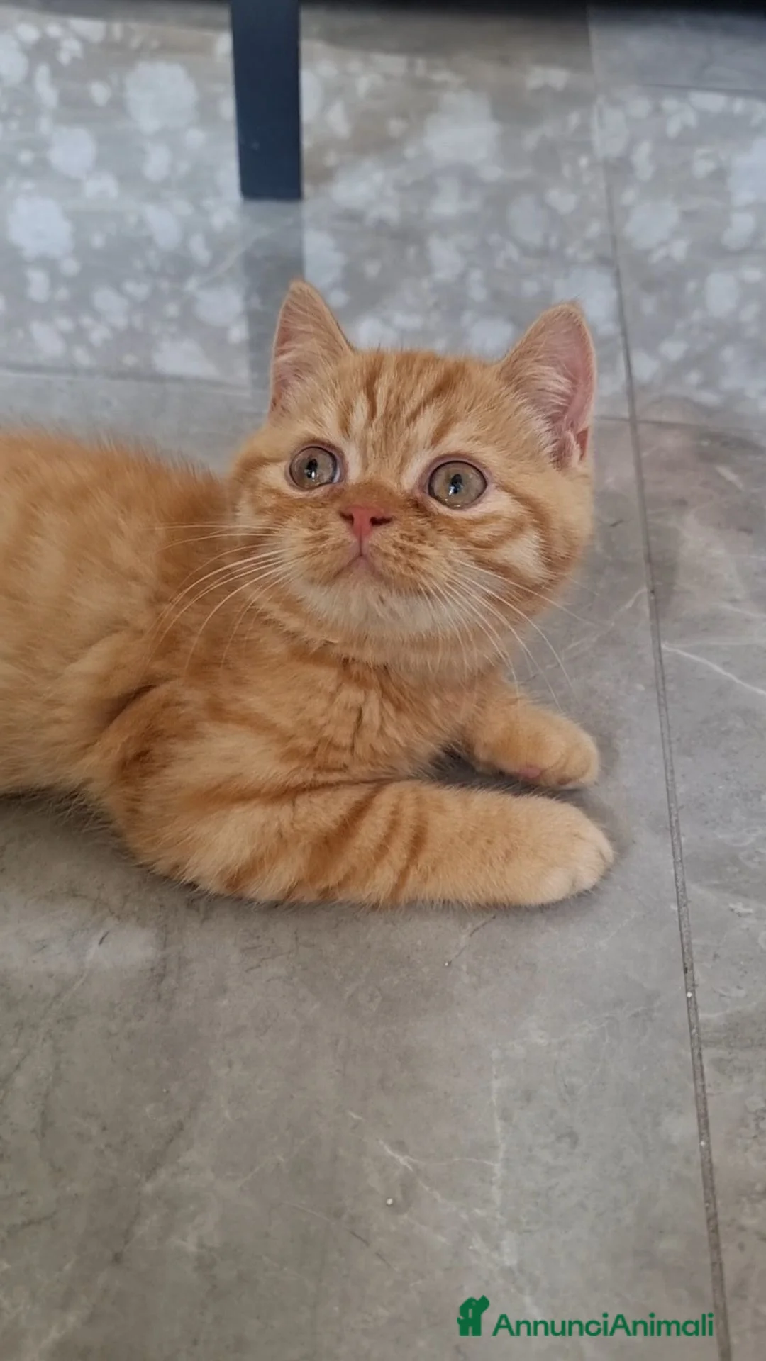 Scottish gatti in vendita: Scottish Straight con Pedigree  - Annuncio 2