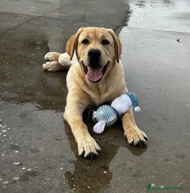 Labrador cani Labrador puro 8mesi SUPER URGENTEEE PUGLIA - Annuncio 1