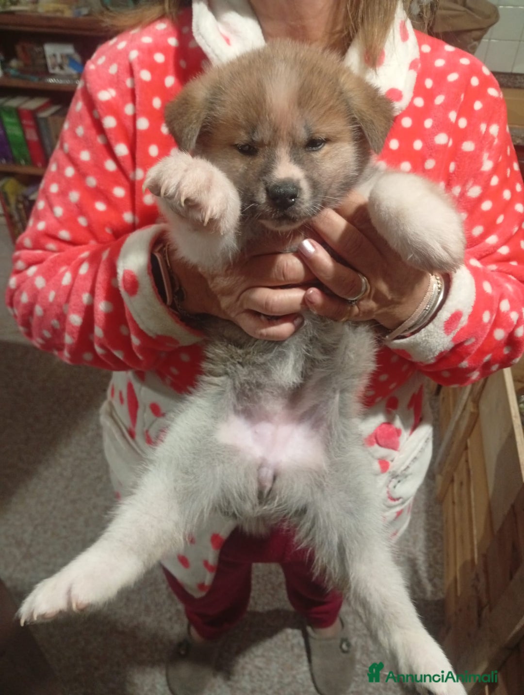 Akita Inu cani in vendita: vendesi cucciola di Akita inu - Annuncio 2