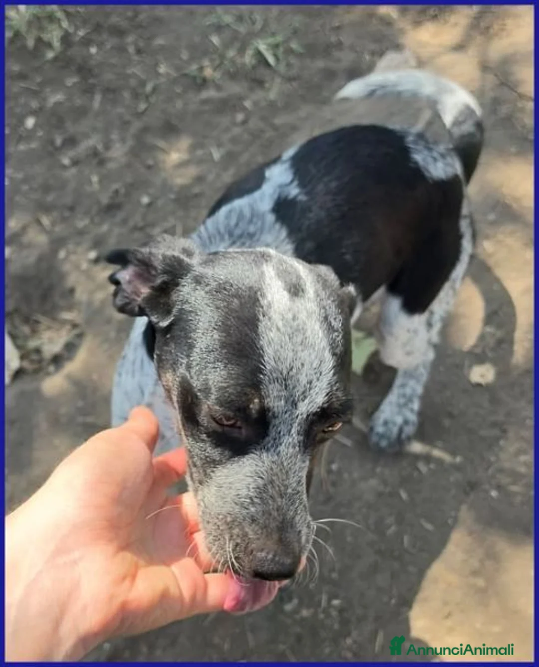 Meticcio cani in regalo: COPIA simpatica cucciolotta a Città metropolitana di Milano - Annuncio 5