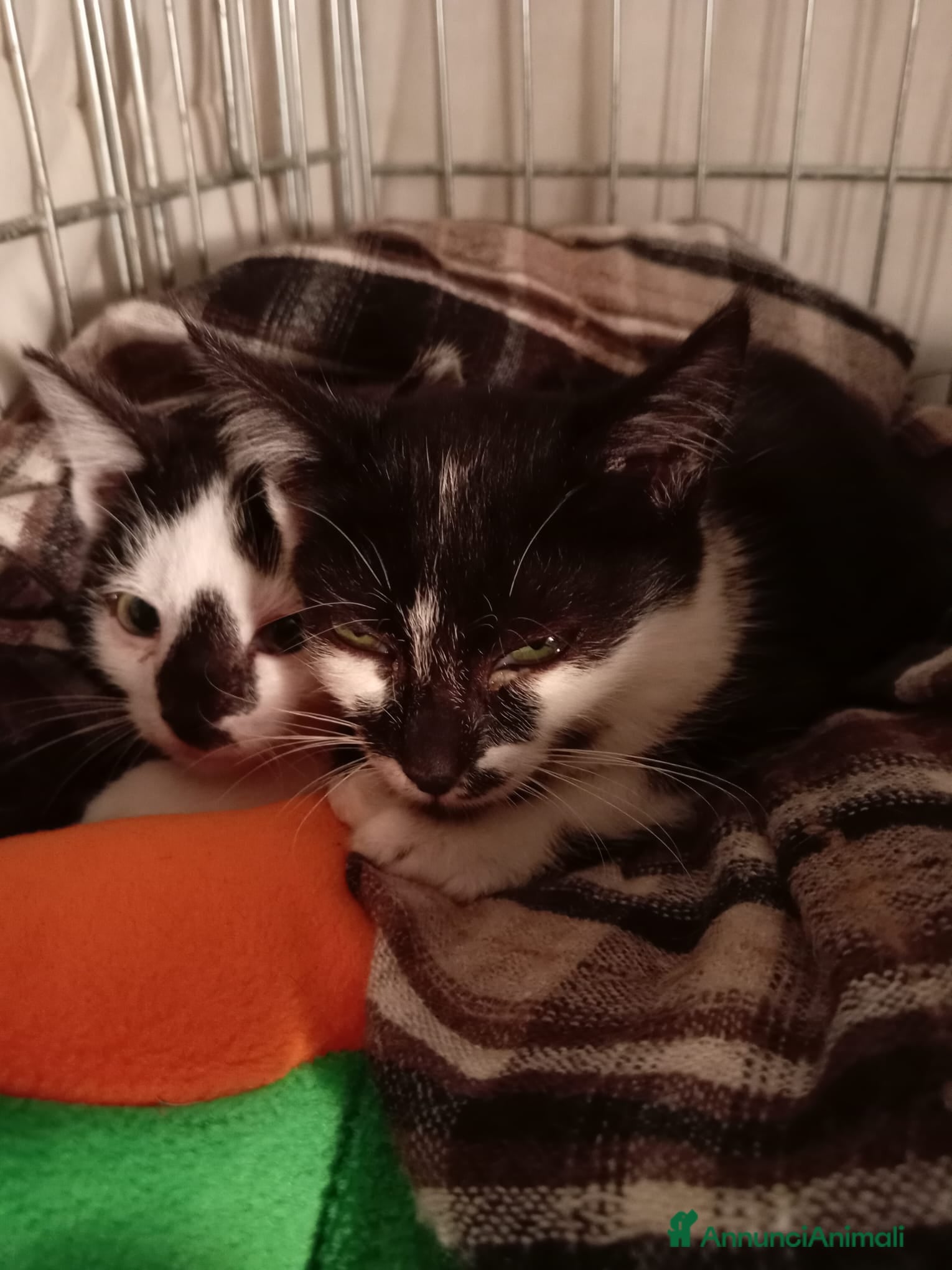 Europeo gatti gatti fratellini cercano casa🖤 - Annuncio 35