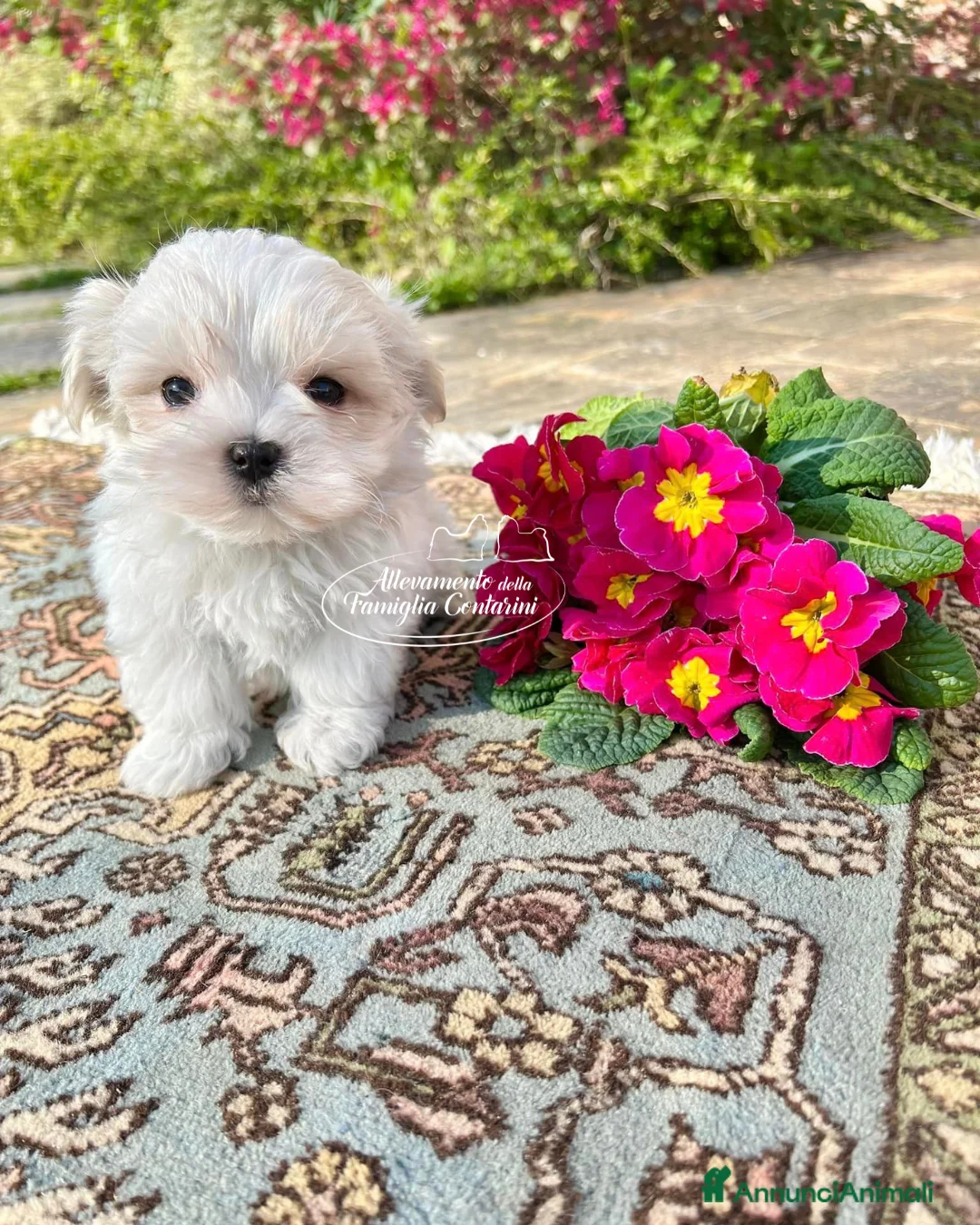 Maltese cani in vendita: Maltesi cuccioli con pedigree ENCI - Annuncio 1