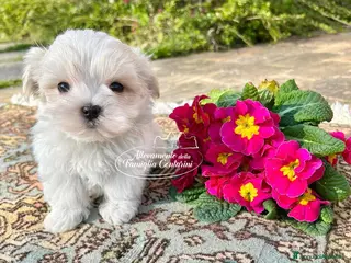 Maltese cani Maltesi cuccioli con pedigree ENCI - Annuncio 19