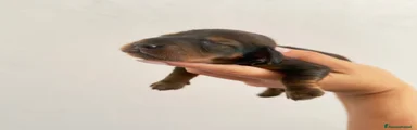 Bassotto 1