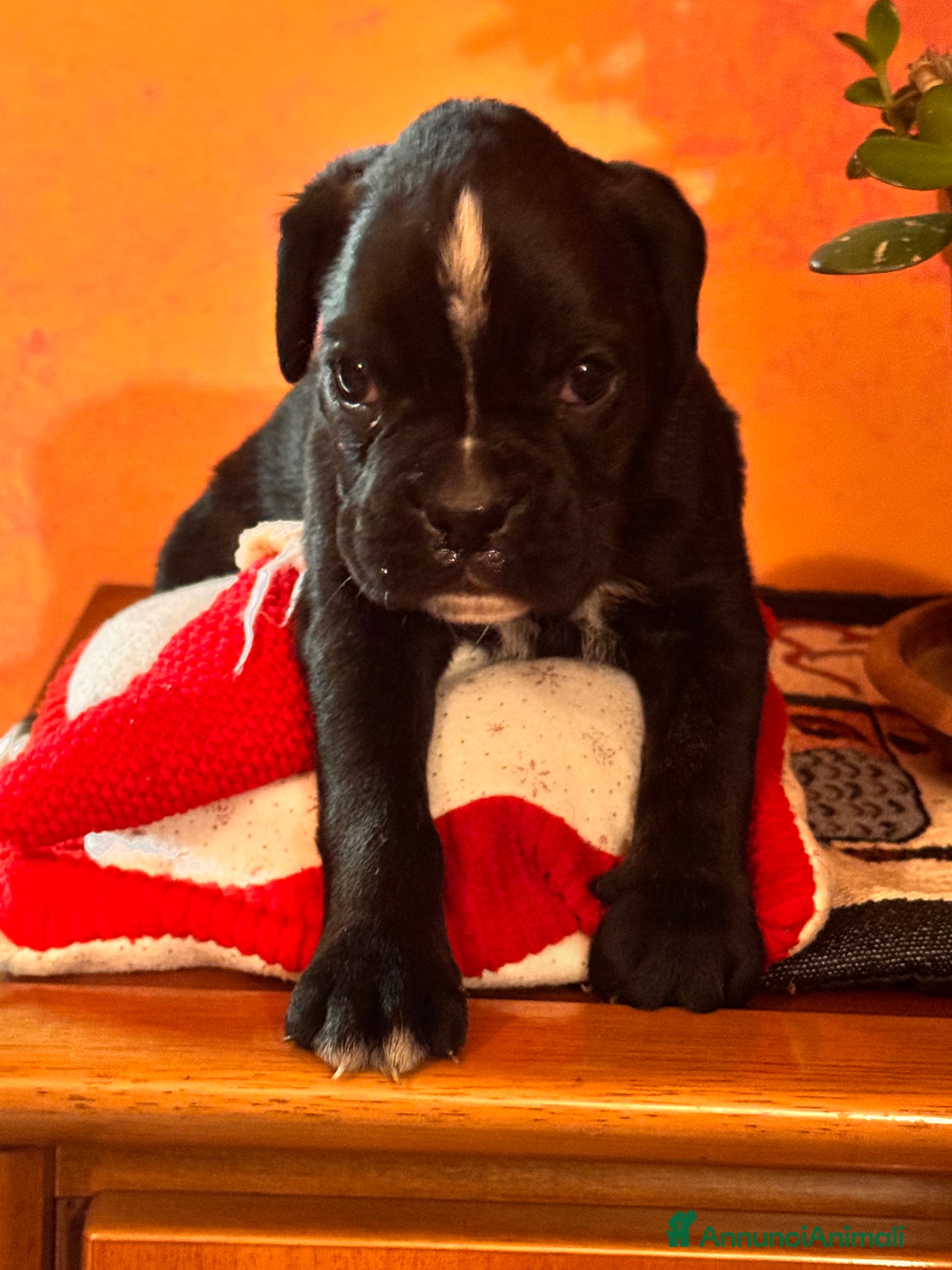 Boxer cani Cucciole boxer - Annuncio 2