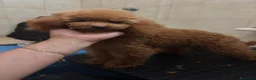 Barboncino Toy cani in vendita: Barboncino Toy 6 mesi e mezzo  a Provincia di Savona - Annuncio 3