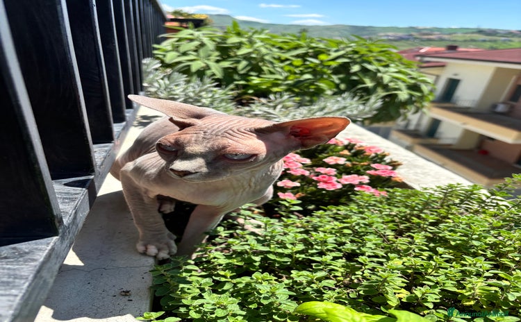 Sphynx gatti a Provincia di Teramo - Annuncio 1