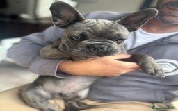 Bulldog Francese cani in vendita: Buldog francese esotico  a Provincia di Sassari - Immagine 5
