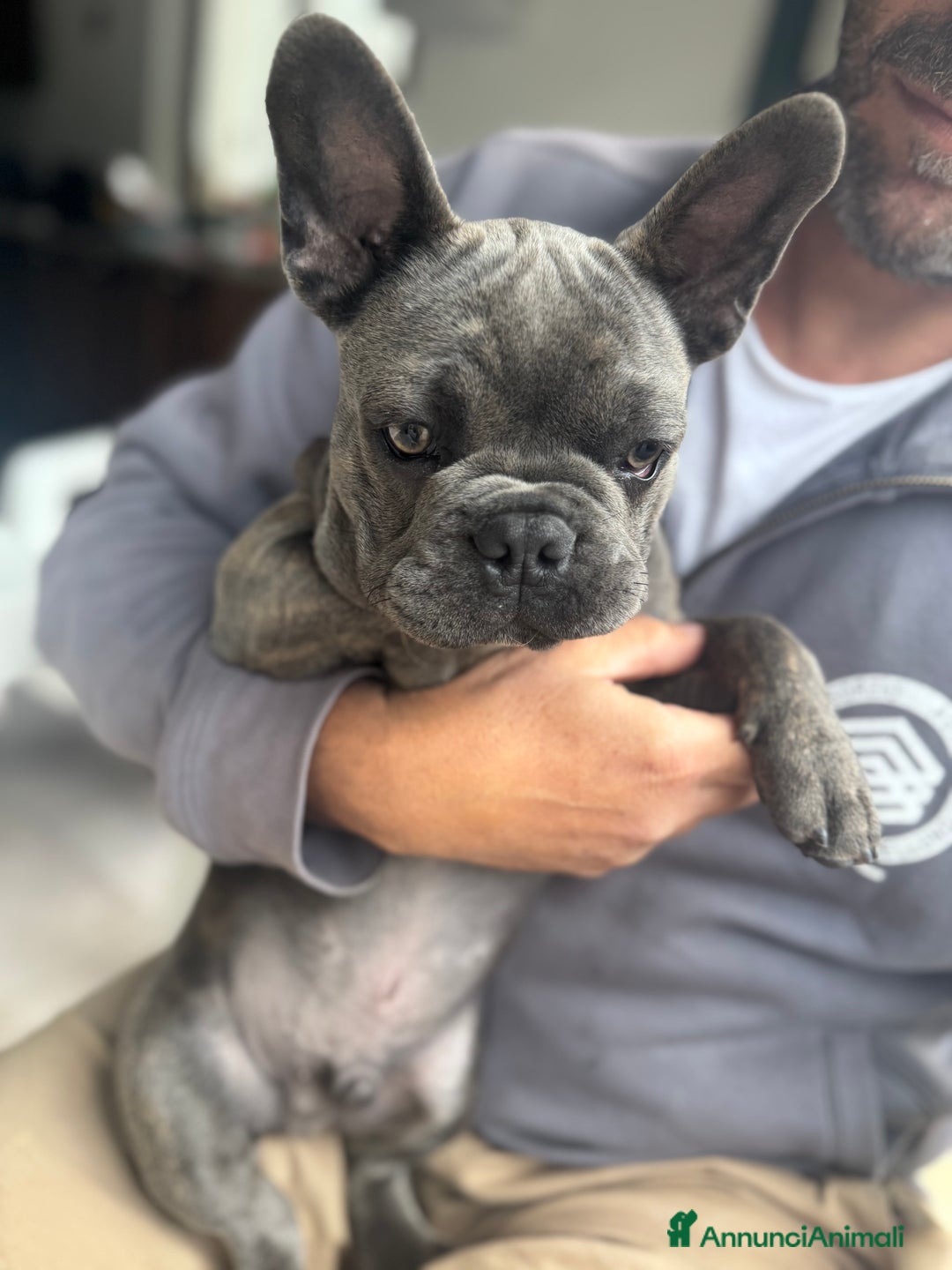 Bulldog Francese cani in vendita: Buldog francese esotico  a Provincia di Sassari - Immagine 5