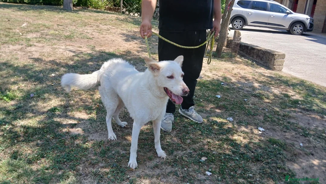 Meticcio cani in regalo: BRANDY 11 ANNI E NON SENTIRLI, IN ADOZIONE - Annuncio 4