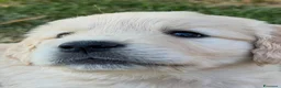 Golden Retriever cani in vendita: Allevamento sleepingbeauty golden - Annuncio 8