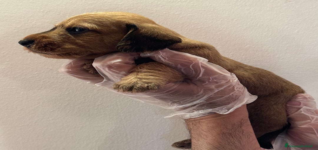 Immagine della galleria {{count}}