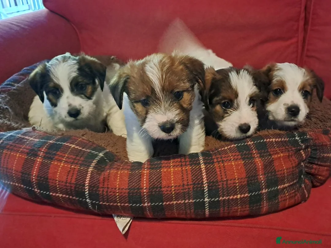Jack Russell cani in vendita: Cuccioli Jack Russell ruvido - Annuncio 4
