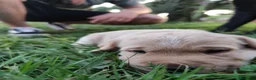 Labrador cani in vendita: Splendidi cuccioli di Labrador a Città metropolitana di Roma Capitale - Annuncio 3