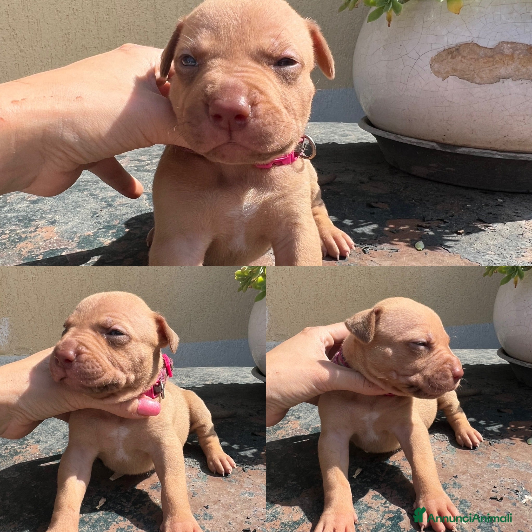 Pitbull cani in vendita: Ultime femmine Pitbull ukc  - Annuncio 7
