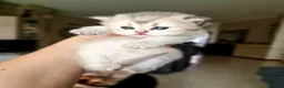British gatti in vendita: British Longhair  - Annuncio 11
