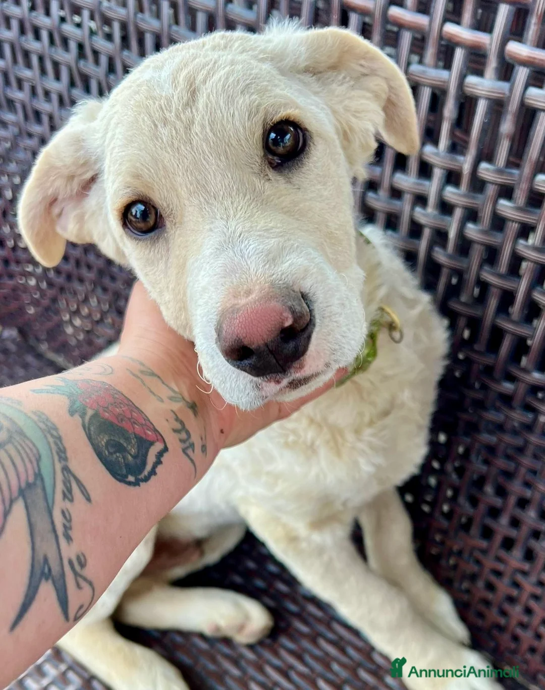 Meticcio cani in regalo: Amerigo dagli occhi dolci a Provincia di Savona - Annuncio 1