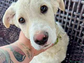 Meticcio cani Amerigo dagli occhi dolci - Annuncio 5