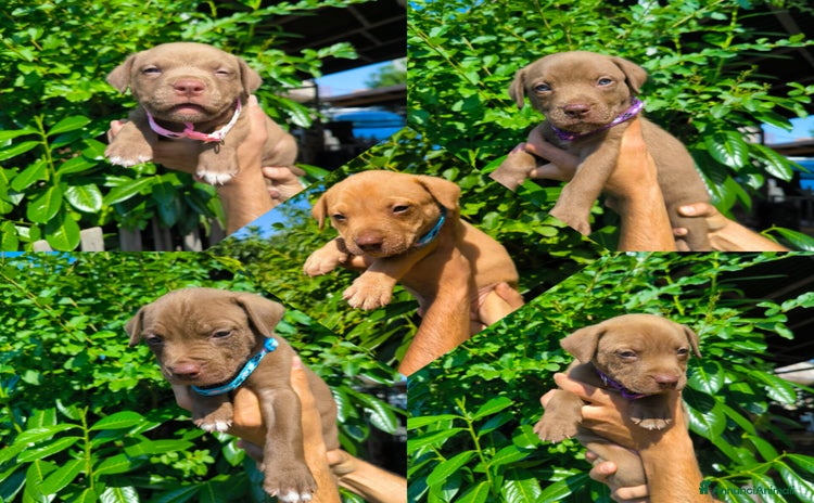 Pitbull cani a Provincia di Cosenza - Annuncio 18