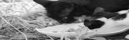 Europeo gatti in vendita: cuccioli gatto bellissimi cercano casa❤️ - Annuncio 4