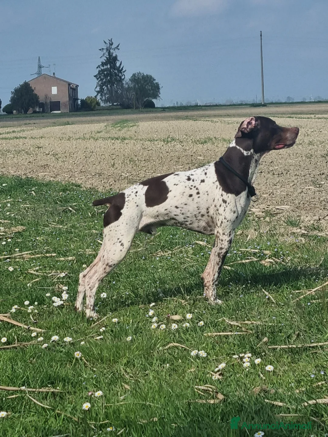Bracco cani in regalo: Bracco francese  - Annuncio 3