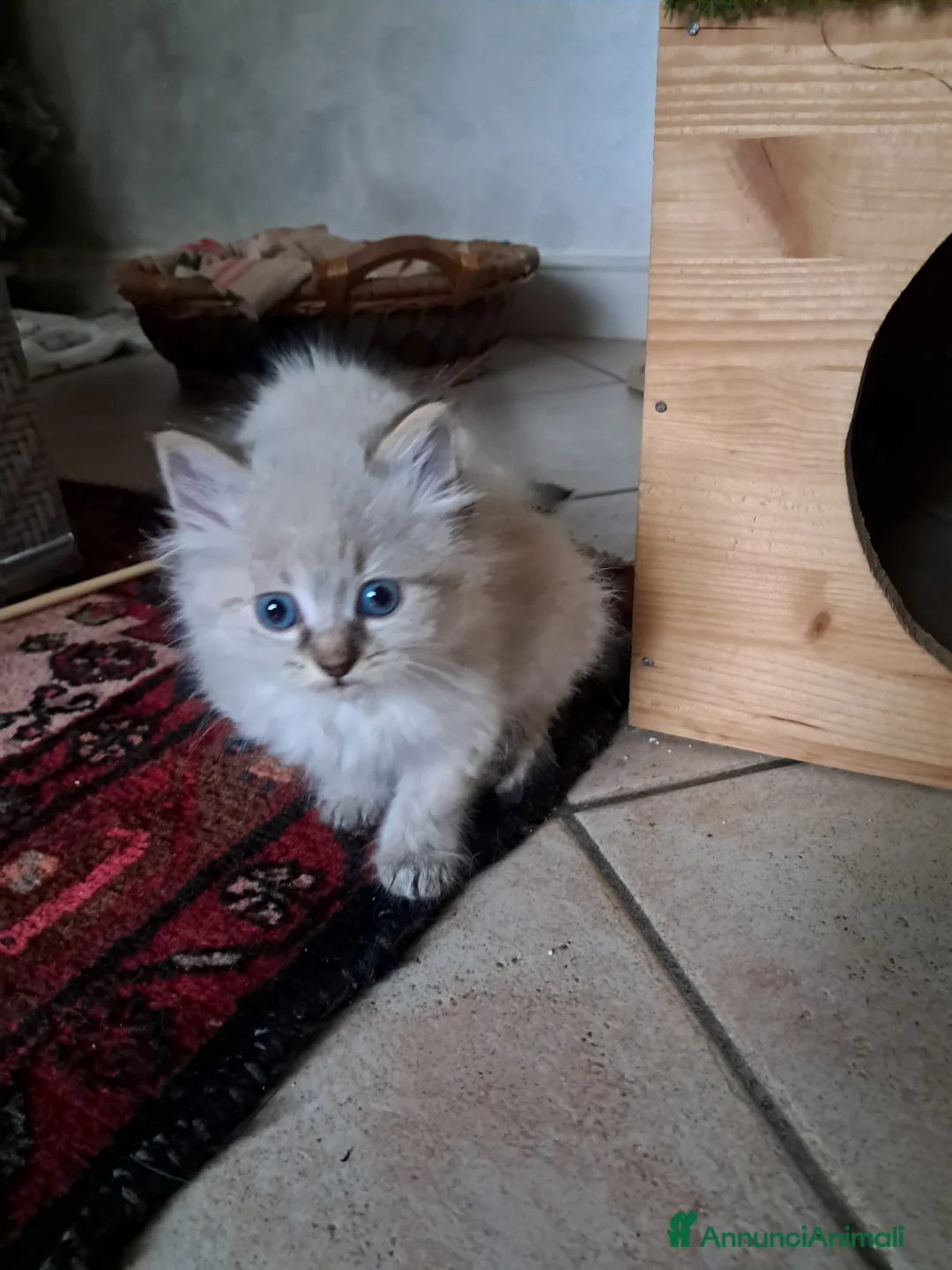 Siberiano gatti in vendita: Cuccioli simil siberiani neva - Annuncio 6